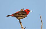 Red-headed Myzomela